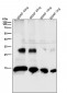 Anti-BDNF Rabbit Monoclonal Antibody